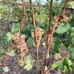 Quinta Do Pinheiro