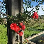 Quinta Do Pinheiro 팜스테이 귀마레스