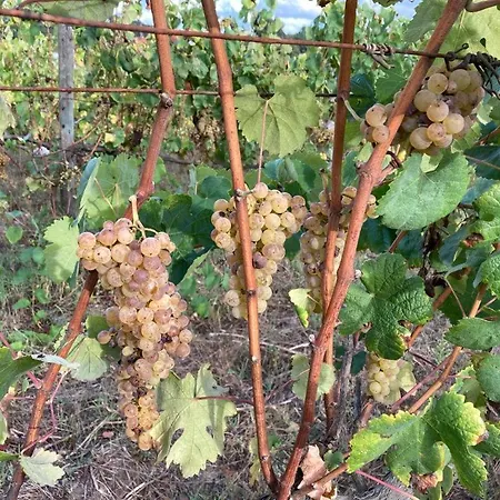 Quinta Do Pinheiro