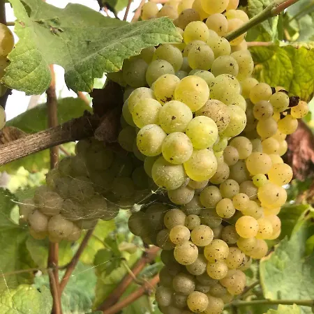 Κατάλυμα σε φάρμα Quinta Do Pinheiro