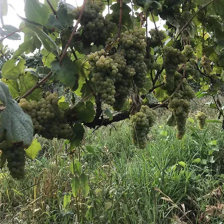 Farmház Quinta Do Pinheiro Guimarães