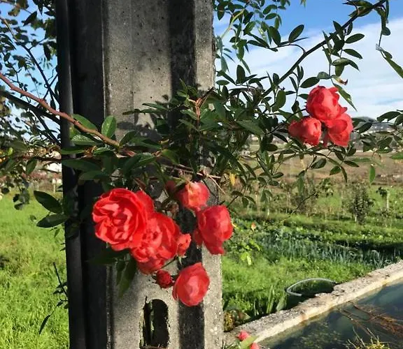 Quinta Do Pinheiro Lantgård Guimarães