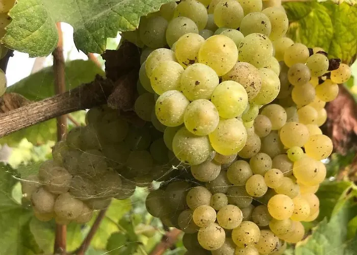 农家乐 Quinta Do Pinheiro