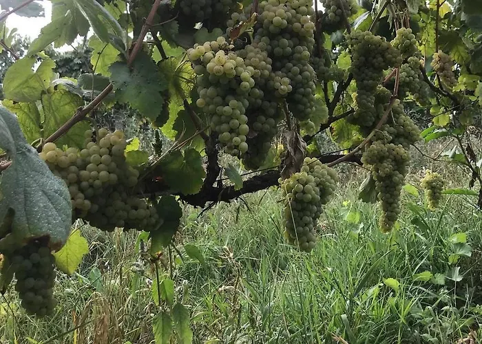 农家乐 Quinta Do Pinheiro 吉马良斯